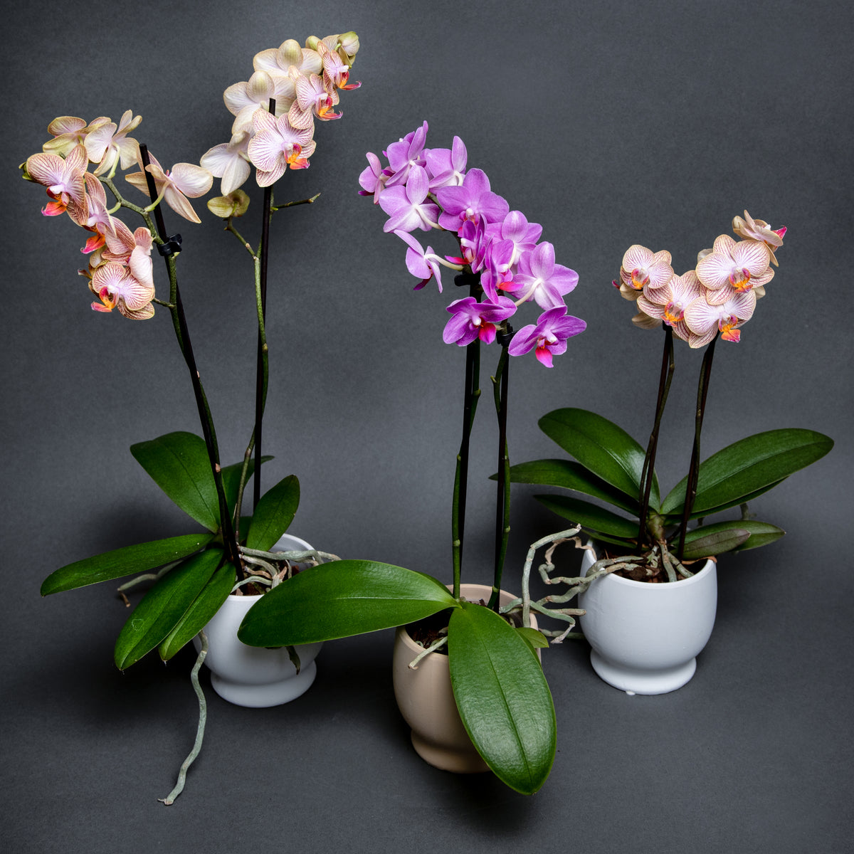 Mini Orchid Plant – Blooms Fresh