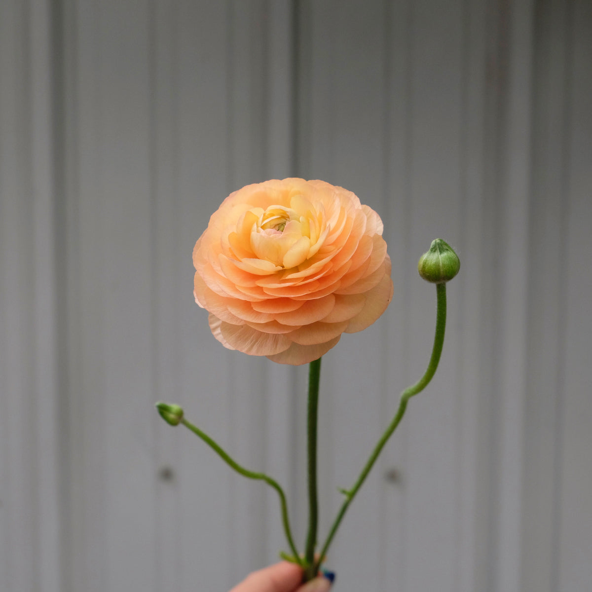 FLOWERS BY THE STEM Blooms Fresh