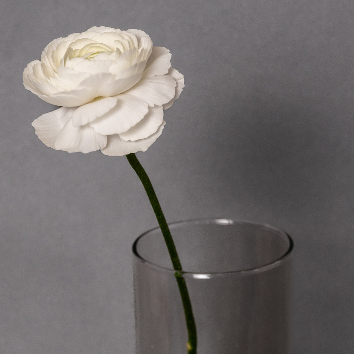 Ranunculus – Blooms Fresh