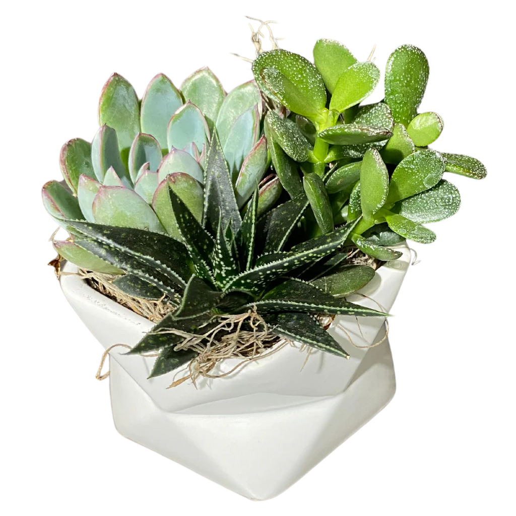 Geometric Succulent Garden