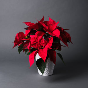 Poinsettia