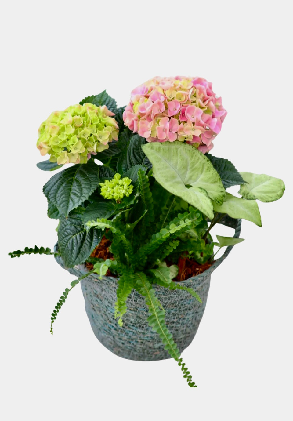 Hydrangea Basket