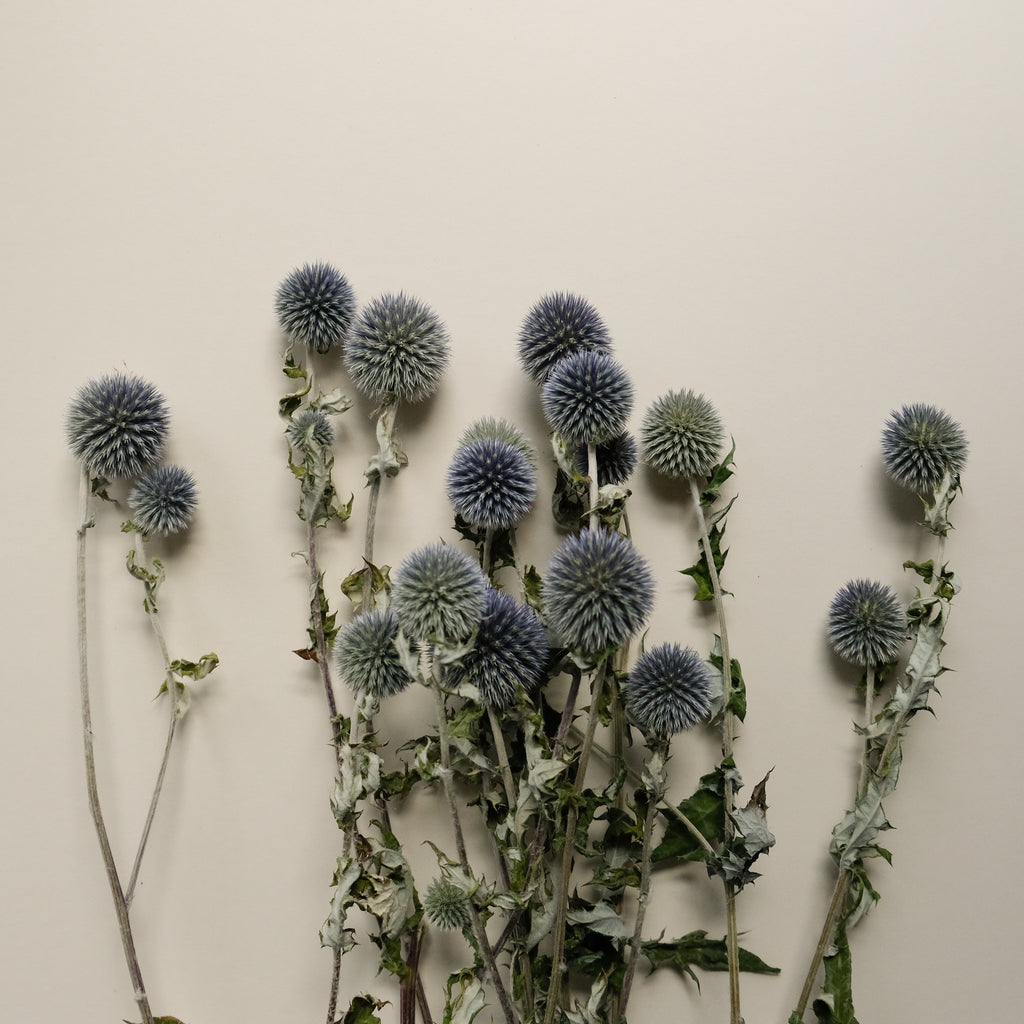 Thistle
