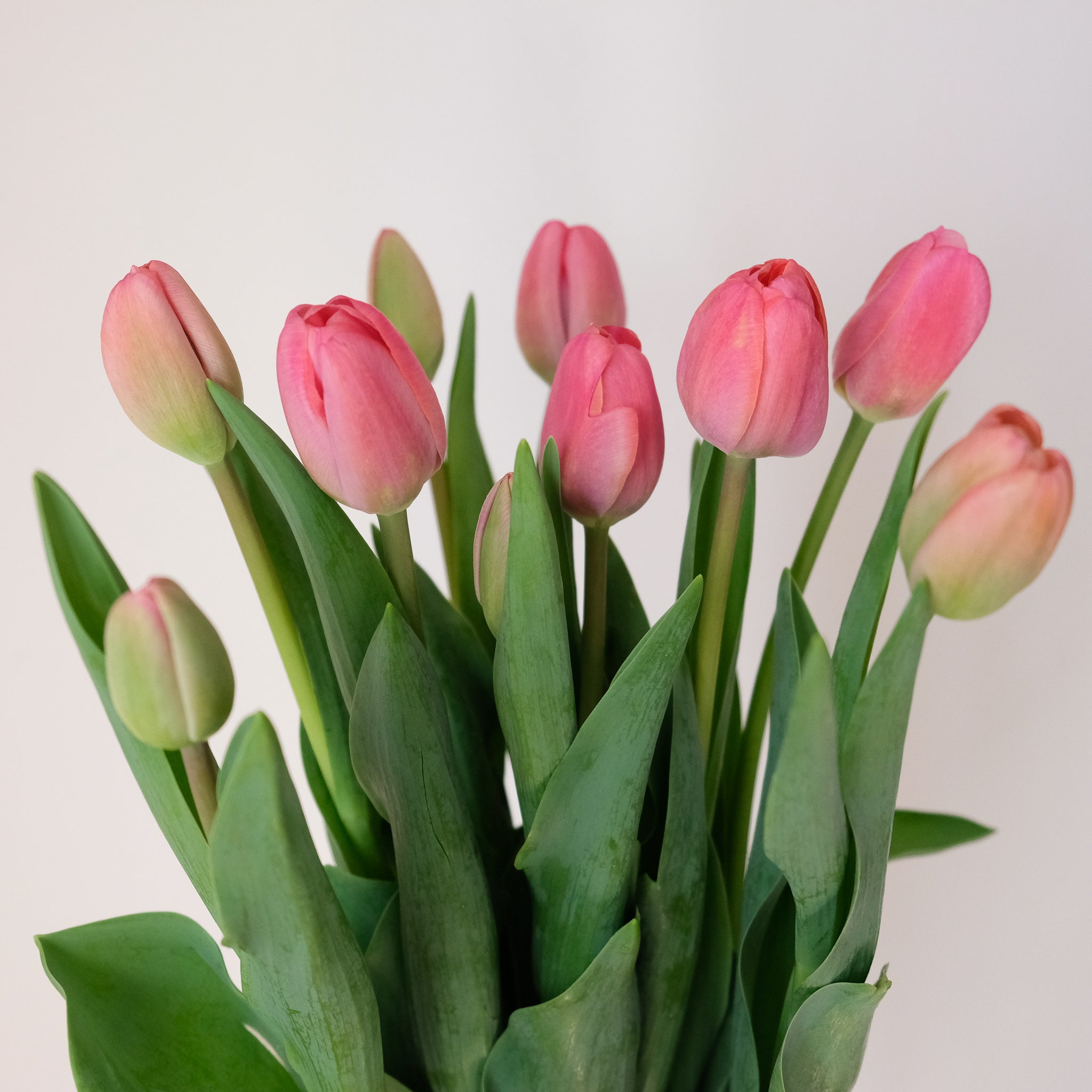 Tulip Market Bunch